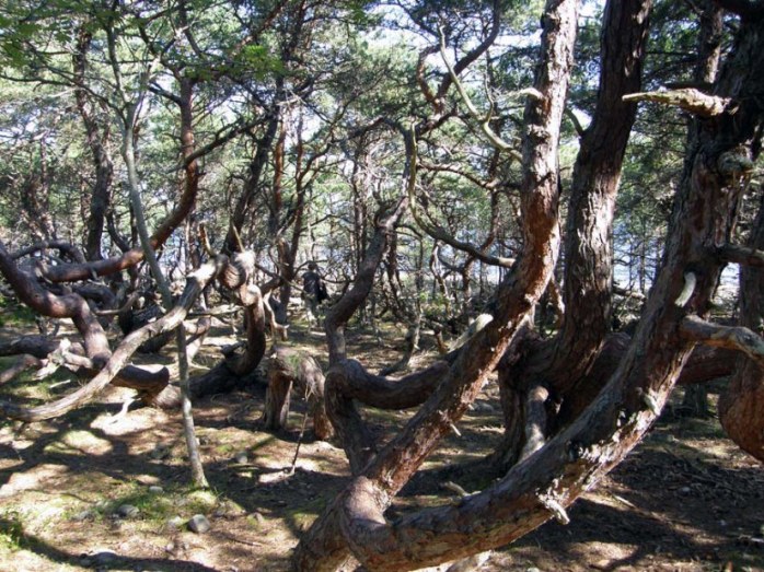 copyright - John Nixon