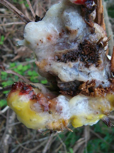 copyright - Madison Woods