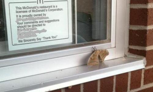 copyright - Madison Woods