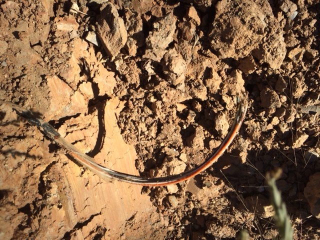 copyright - Connie Gayer